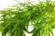 Najas Indica Aquatic Plant - Buce Plant