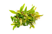 Healthy Nesaea Crassicaulis aquatic plant from CPA with green, elongated leaves suitable for freshwater aquariums.