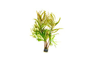 Healthy Nesaea Crassicaulis aquatic plant from CPA with bright green, elongated leaves suitable for freshwater aquariums.