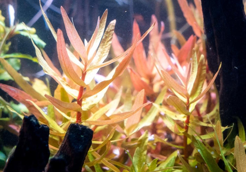 Nesaea Crassicaulis aquatic plant from CPA with green, leafy stems ideal for freshwater aquariums.