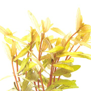 Golden Nesaea Pedicellata aquatic plant from CPA with vibrant yellow-green foliage suitable for freshwater aquariums.