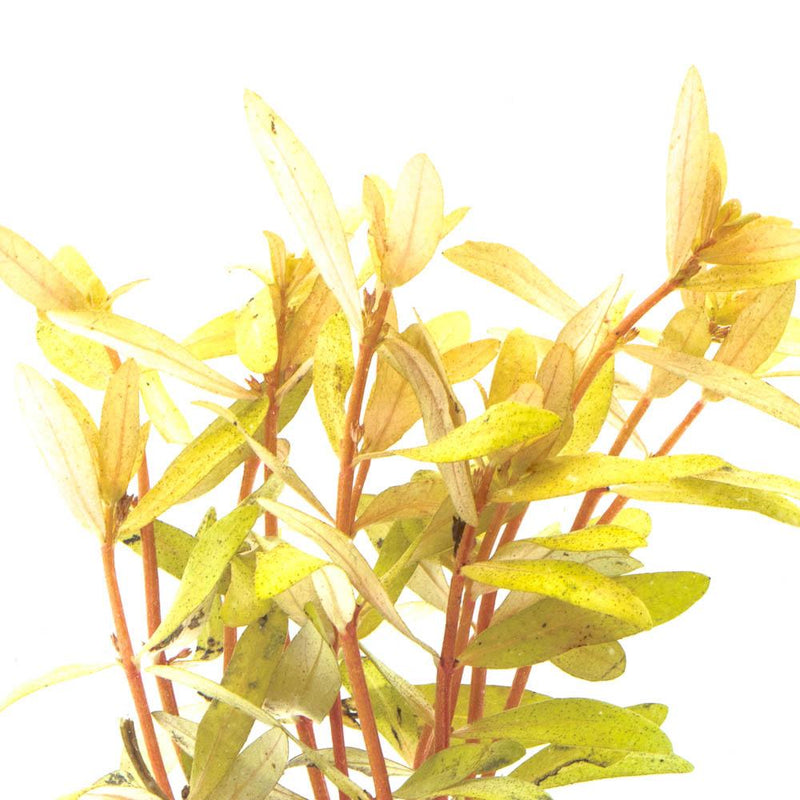 Golden Nesaea Pedicellata aquatic plant from CPA with vibrant yellow-green foliage suitable for freshwater aquariums.