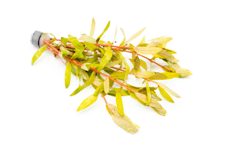 Golden Nesaea Pedicellata aquatic plant by CPA with vibrant golden foliage, ideal for freshwater aquariums.