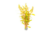 Golden Nesaea Pedicellata aquatic plant from CPA with vibrant golden-yellow leaves, ideal for freshwater aquariums.