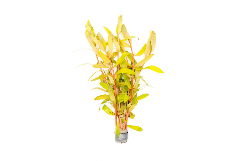 Golden Nesaea Pedicellata aquatic plant from CPA with vibrant golden-yellow leaves, ideal for freshwater aquariums.
