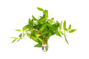 Healthy Nesaea Triflora aquatic plant from CPA with bright green, delicate leaves ideal for freshwater aquariums.