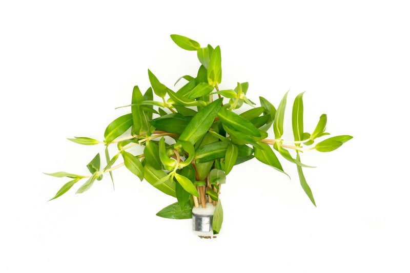 Healthy Nesaea Triflora aquatic plant from CPA with bright green, delicate leaves ideal for freshwater aquariums.
