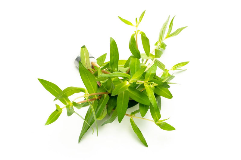 Healthy Nesaea Triflora aquatic plant from CPA with vibrant green leaves, ideal for freshwater aquariums.