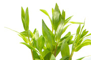 Nesaea Triflora aquatic plant from CPA with green, leafy stems suitable for freshwater aquariums.