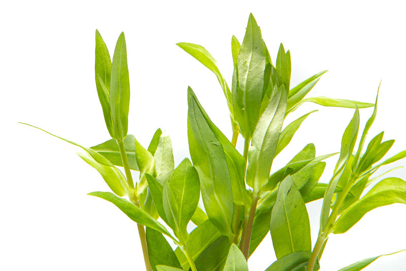 Nesaea Triflora aquatic plant from CPA with green, leafy stems suitable for freshwater aquariums.