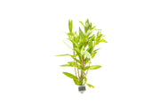 Healthy Nesaea Triflora aquatic plant from CPA with vibrant green leaves, suitable for freshwater aquariums.
