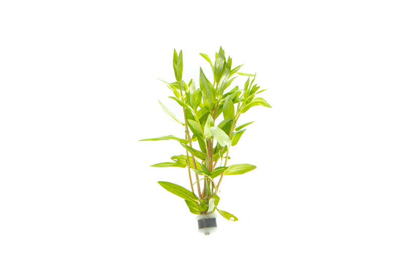 Healthy Nesaea Triflora aquatic plant from CPA with vibrant green leaves, suitable for freshwater aquariums.