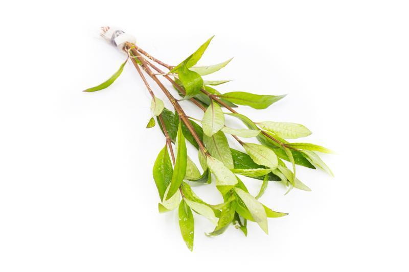Nomaphila Stricta (Siamensis) Aquatic Plant - Buce Plant