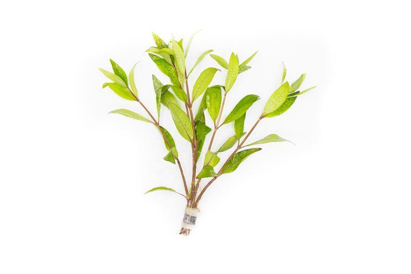 Nomaphila Stricta (Siamensis) Aquatic Plant - Buce Plant