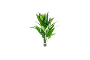 Nomaphila Stricta (Siamensis) Aquatic Plant - Buce Plant
