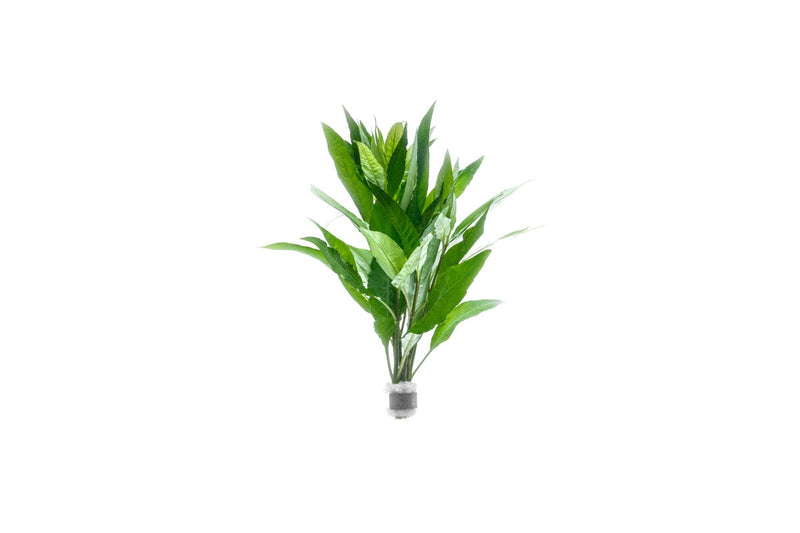 Nomaphila Stricta (Siamensis) Aquatic Plant - Buce Plant