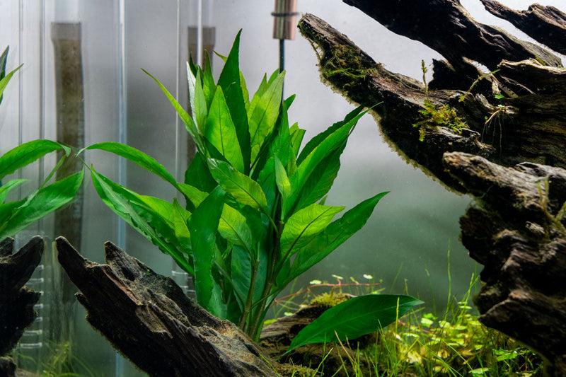 Nomaphila Stricta (Siamensis) Aquatic Plant - Buce Plant