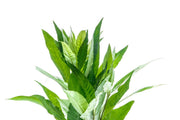 Nomaphila Stricta (Siamensis) Aquatic Plant - Buce Plant