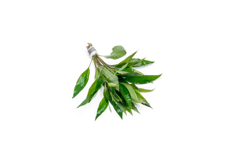 Nomaphila Stricta (Siamensis) Aquatic Plant - Buce Plant