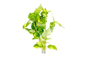 Variegatus Nomaphila aquatic plant from CPA with green and white variegated leaves, ideal for freshwater aquariums.