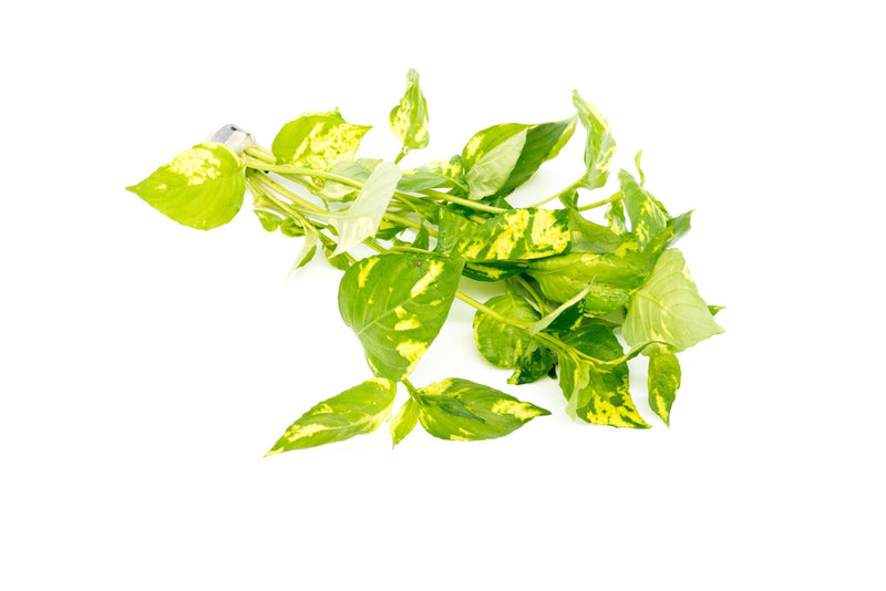 Variegated Nomaphila aquatic plant from CPA with green and white leaves, suitable for freshwater aquariums.