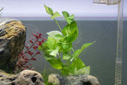 Variegated Nomaphila aquatic plant by CPA with green and white leaves, ideal for freshwater aquariums.