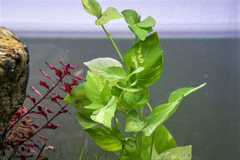 Variegatus Nomaphila aquatic plant from CPA with green and white variegated leaves, suitable for freshwater aquariums.