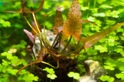 Nymphaea Stellata Aquatic Plant - Buce Plant