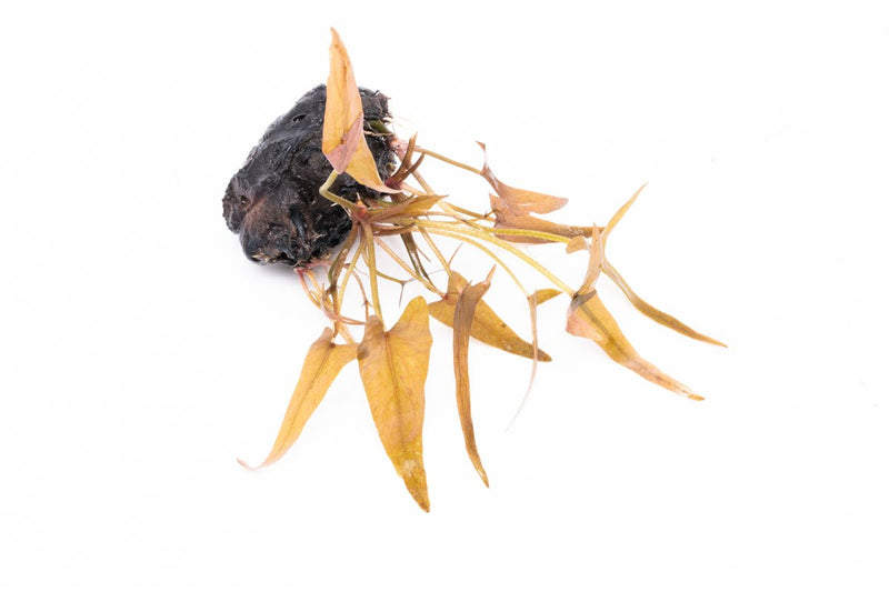 Nymphaea Stellata Aquatic Plant - Buce Plant