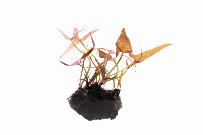Nymphaea Stellata Aquatic Plant - Buce Plant
