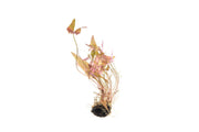 Nymphaea Stellata Aquatic Plant - Buce Plant