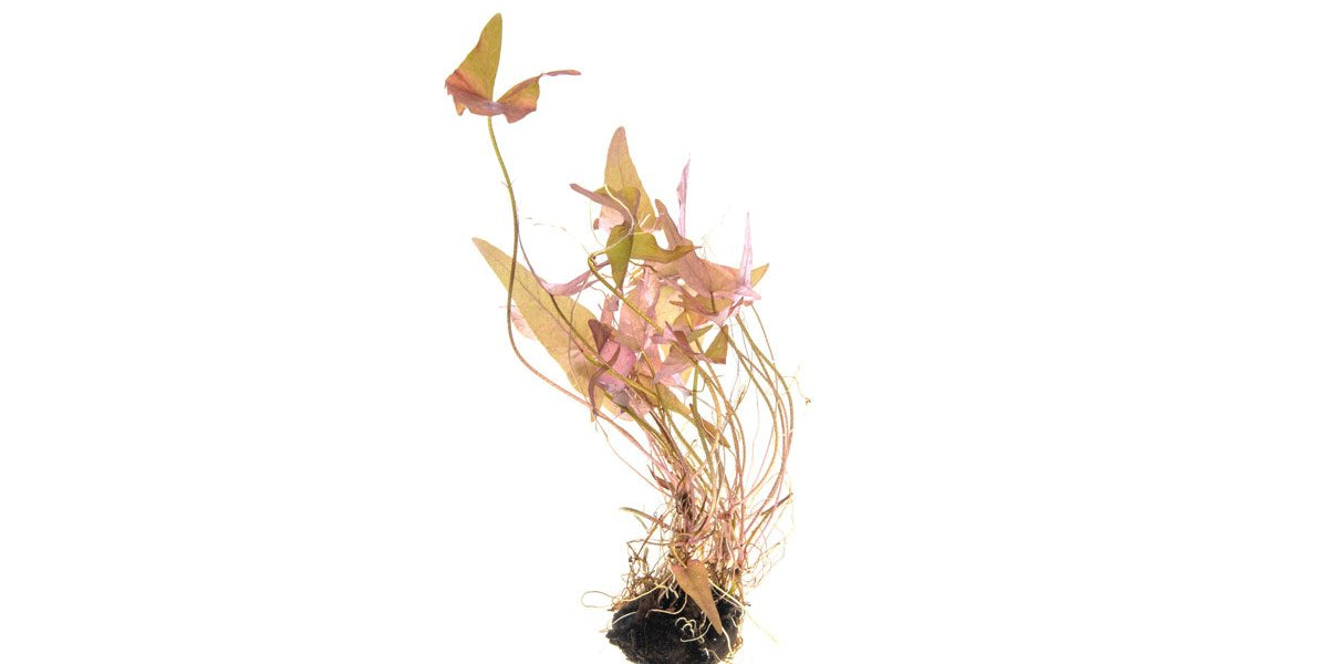 Nymphaea Stellata — Buce Plant