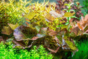 Nymphaea Zenkeri Tiger Lotus Aquatic Plant - Buce Plant