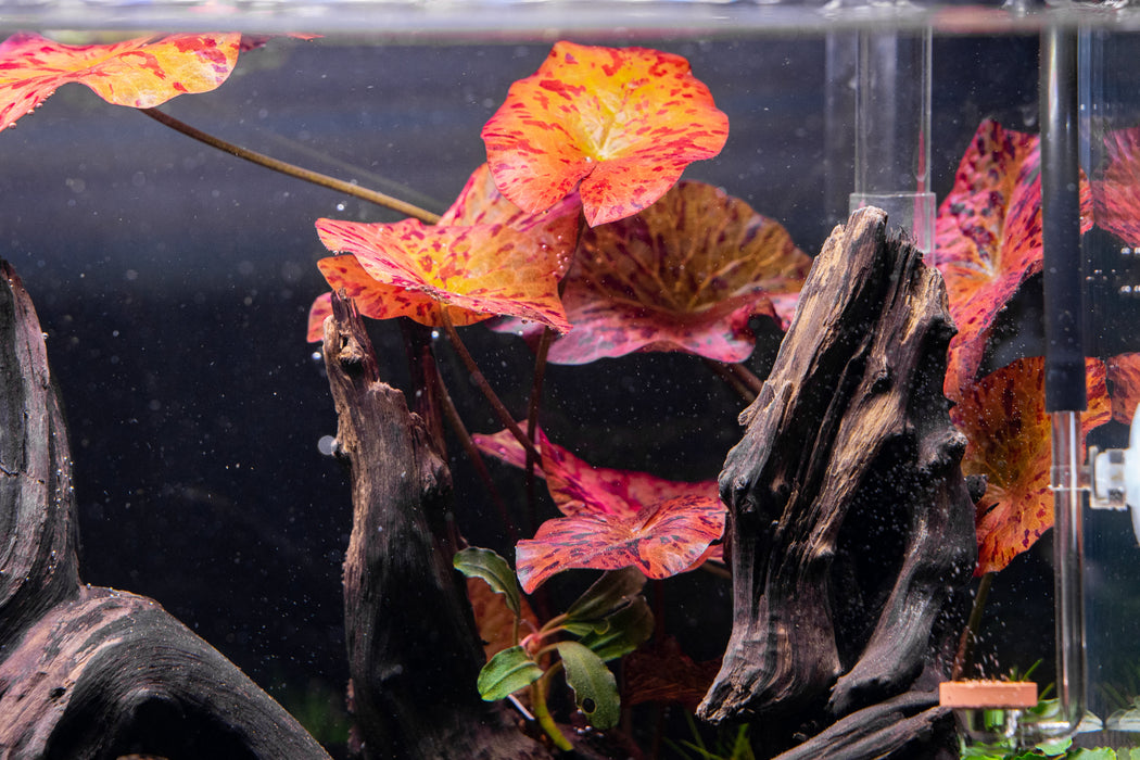 Nymphaea Tiger Lotus Aquarium Plant — Buce Plant