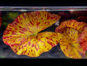 Nymphaea Zenkeri Tiger Lotus Aquatic Plant - Buce Plant