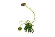 Nymphoides Aquatica / Banana Plant Aquatic Plant - Buce Plant