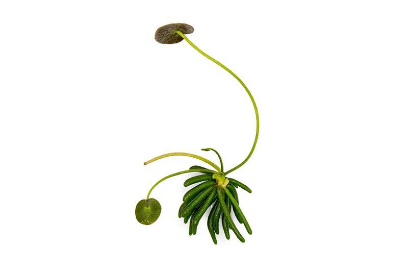 Nymphoides Aquatica / Banana Plant Aquatic Plant - Buce Plant