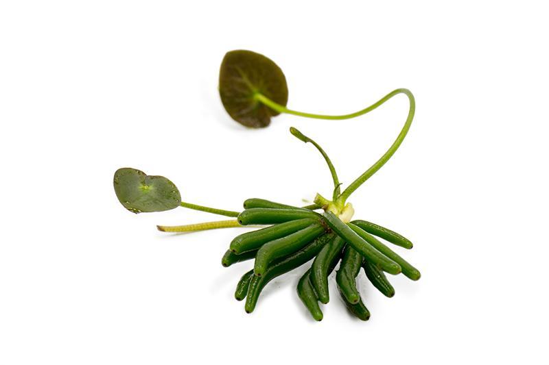 Nymphoides Aquatica / Banana Plant Aquatic Plant - Buce Plant