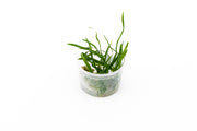 Ophiopogon Japonicus Aquatic Farmer Tissue Culture Aquatic Plant - Buce Plant