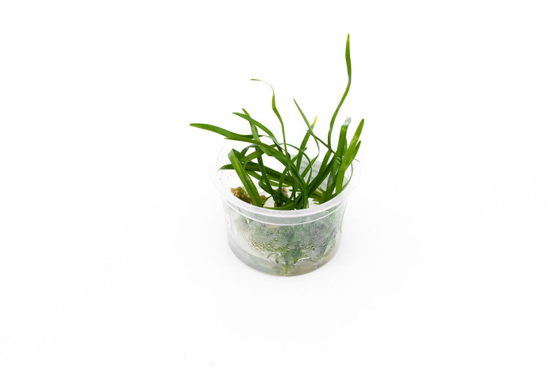 Ophiopogon Japonicus Aquatic Farmer Tissue Culture Aquatic Plant - Buce Plant