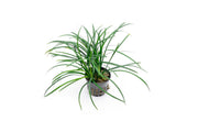 Green Ophiopogon Japonicus terrarium plant by ACW, showcasing lush, dense foliage ideal for decorative indoor terrariums.