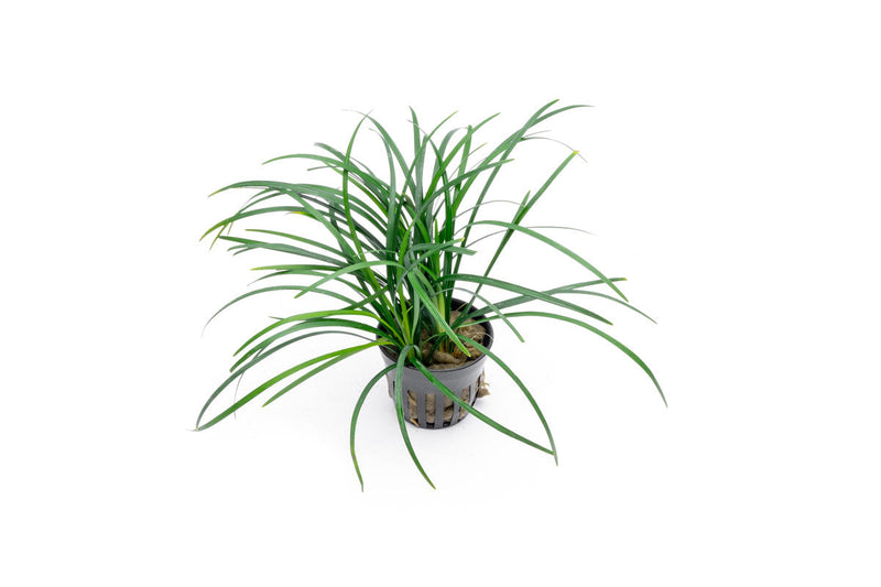 Green Ophiopogon Japonicus terrarium plant by ACW, showcasing lush, dense foliage ideal for decorative indoor terrariums.
