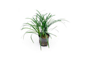 Green Ophiopogon Japonicus terrarium plant by ACW, showcasing lush, dense foliage ideal for decorative indoor terrariums.