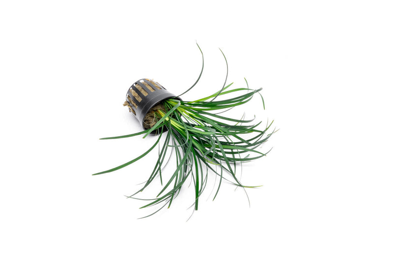 Ophiopogon Japonicus Green terrarium plant in a pot, lush green grass-like foliage, suitable for indoor terrarium decor.
