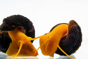 Orange Poso Rabbit Snail from JA, showcasing its vibrant orange shell and smooth body, a unique freshwater snail species.