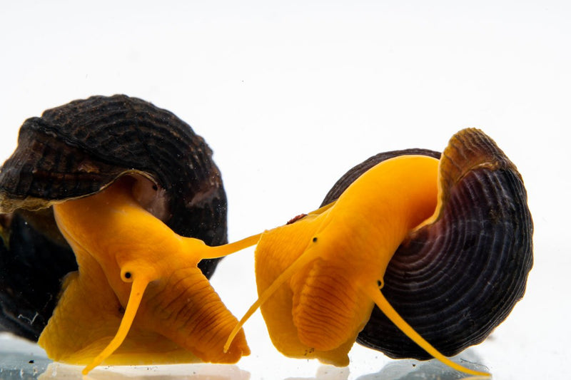 Orange Poso Rabbit Snail from JA, showcasing its vibrant orange shell and smooth body, a unique freshwater snail species.