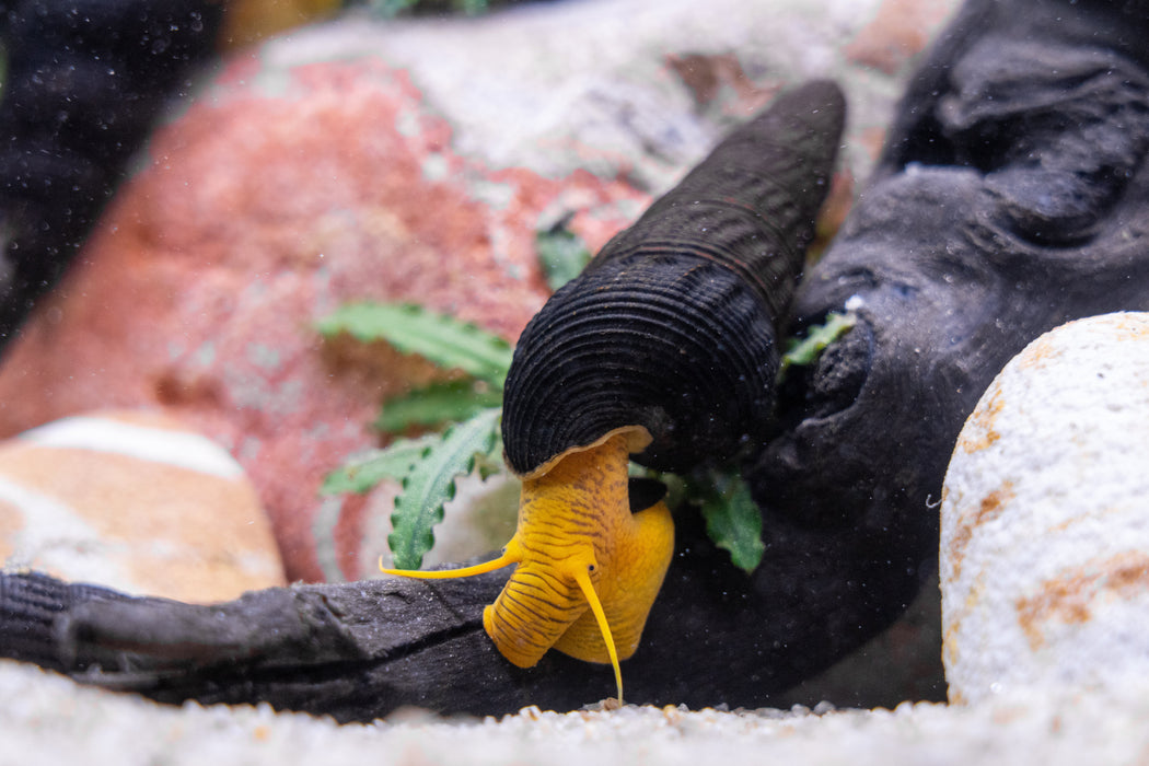 Orange Poso Rabbit Snail Freshwater Ornamental Snail — Buce Plant