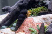 Orange Poso rabbit snails from JA, showing their vibrant orange shells and smooth, rounded bodies.