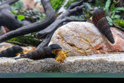 Orange Poso Rabbit Snails from JA, showcasing vibrant orange shells and detailed features, ideal for freshwater aquariums.
