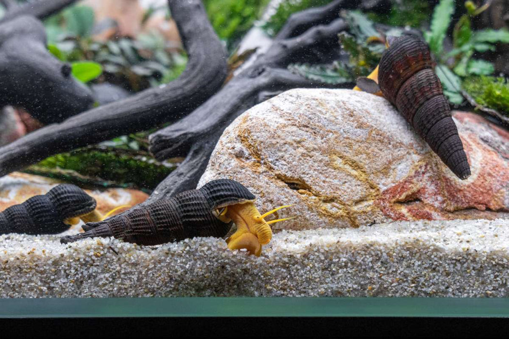 Orange Poso Rabbit Snails from JA, freshwater snails with vibrant orange shells, ideal for aquariums and natural pest control.